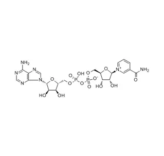 Nicotinamida adenina dinucleótido (NAD) CAS 53-84-9